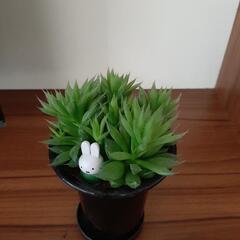 雑誌掲載　観葉植物　チャイナドレス　ハオルチア　多肉の画像