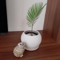 雑誌掲載　ソテツ　観葉植物　鉢カバー付き