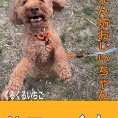トイプードルハニーくん
