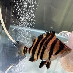 ダトニオプラスワン