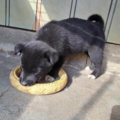 探しています！迷子子犬！
