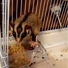 フクロモモンガ ノーマル ♂の子 