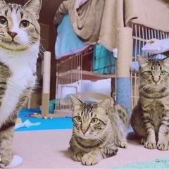 猫たちに会いにきませんか？　※譲渡費用無し