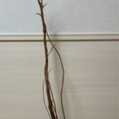 エバーフレッシュ　枯れ木(鉢付き)