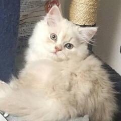 10月生まれの子猫