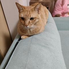 どなたか飼って頂ける方を探しています。