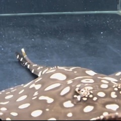 熱帯魚　淡水エイ