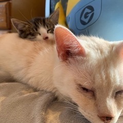 猫用品お譲り下さい