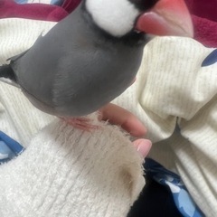 交渉中☆桜文鳥の里親探します