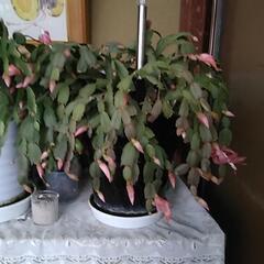 シャコバサボテンです～唐津の鉢です