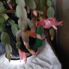 シャコバサボテンです～唐津の鉢ですの画像