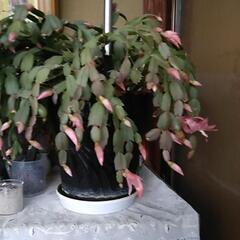 シャコバサボテンです～唐津の鉢ですの画像