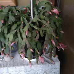 シャコバサボテンです～唐津の鉢ですの画像