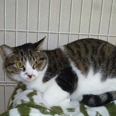 とても甘えん坊の賢いキジ白！