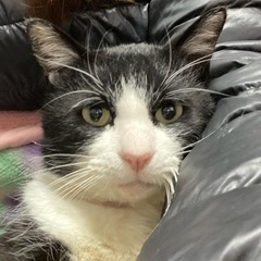 里親募集中 ハチワレ 男の子