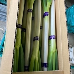 南彦根駅周辺出張販売　白ネギ2kg 600円の画像