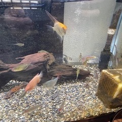 【譲り先決まりました】熱帯魚譲ります