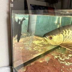 熱帯魚