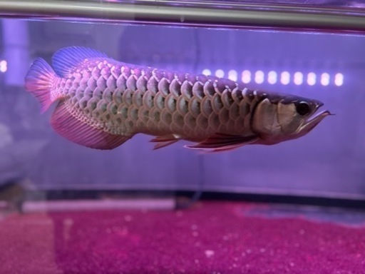 熱帯魚