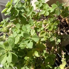 ボルトジンユ(ポルトジンユ)お茶にして飲むと 『奇跡の薬草』『驚異の薬草』と呼ばれてます(ハーブ)の画像