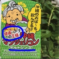 ボルトジンユ(ポルトジンユ)お茶にして飲むと 『奇跡の薬草』『驚異の薬草』と呼ばれてます(ハーブ)の画像