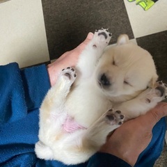 柴の混ざったオスメス子犬8頭