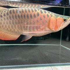 マレーシア産 アロワナ スーパーレッド ウルトラショート 42cm±