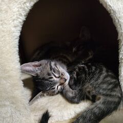 とてもかわいい！人懐っこい！めずらしい黒キジ柄のオスメス兄妹です！