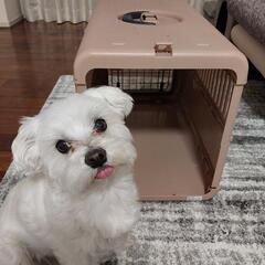 ペット　小型犬用　折り畳み式お出かけゲージ
