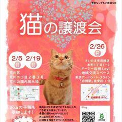 とらちゃん本舗保護猫譲渡会in岩槻