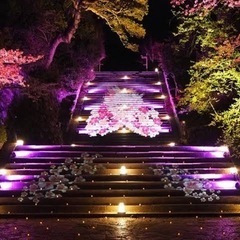 知恩院さくらストリート - イベント