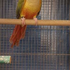 ウロコインコ