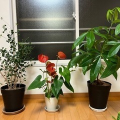 植物