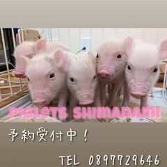 マイクロミニブタ ベビー ご家族募集中 ペット 