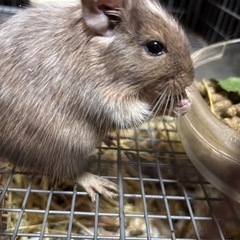 【沖縄】デグーマウス 3000円～ 販売中！