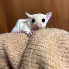 【沖縄】フクロモモンガ リューシ入荷しました！