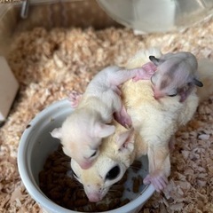 フクロモモンガ　プラチナ　リューシ