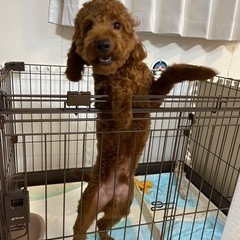 人懐っこい甘えん坊くんです。