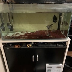 90センチ水槽