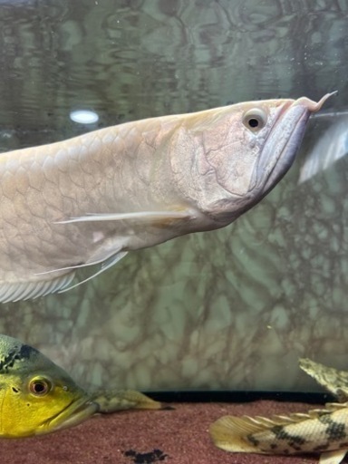 アルビノシルバーアロワナ(証明書付き)