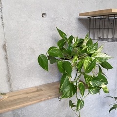 ポトス　観葉植物　底面給水　引き取りに来れる方