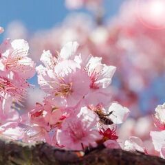3/29(土)＆3/30(日)＆4/5(土)＆4/6(日)大阪お...