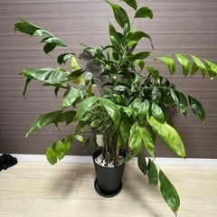 観葉植物