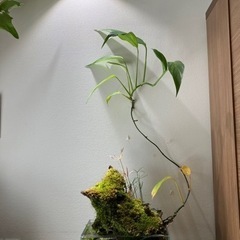 DOOAアクアテラリウム
