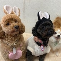 2月19日(日）20代ー30代の犬好きな男性募集！