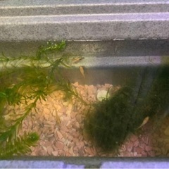 　発泡ケース容器が決まりました！