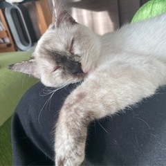 とても性格の良い子です。目が少し見えずらいです！