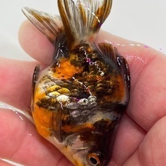 金魚　水墨系三色琉金ショートテール  キンギョ　