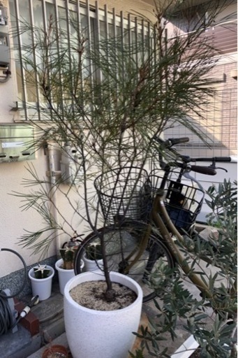 ロンギスティーラ エレガンス グレビレア