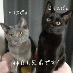 仲良しの兄弟です